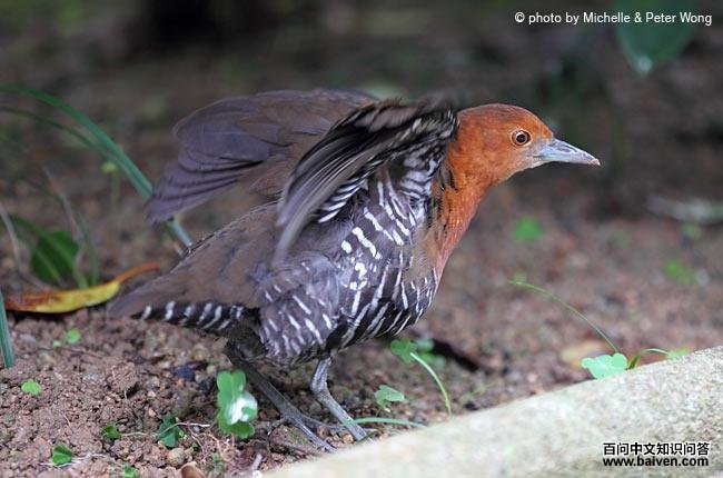 �׺�������