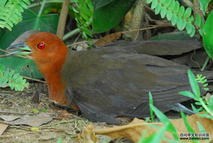 �׺�������