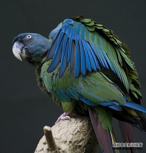 ��ͷ�������