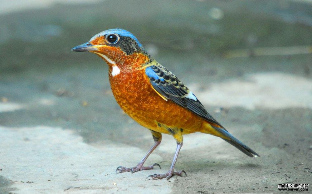 �׺���𴣺�߰�ɫ����