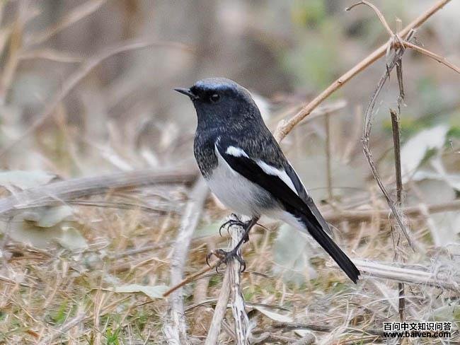 ��ͷ��β��ͼƬ