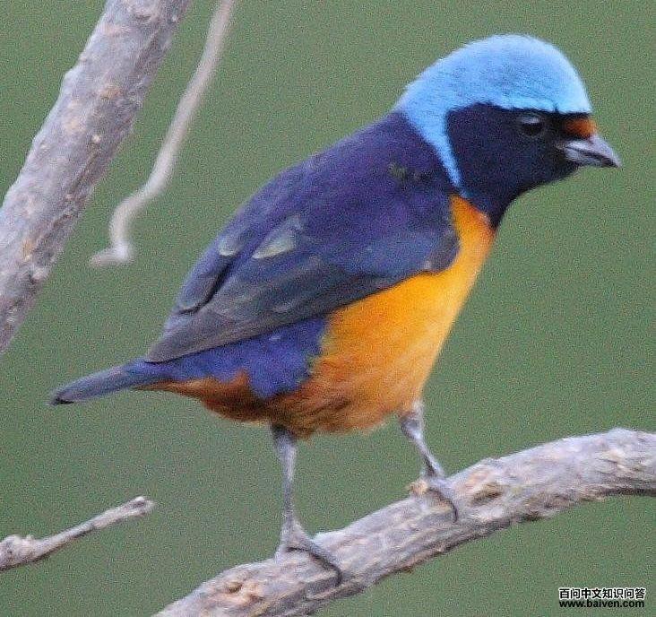 ��ͷ��ȸ��ͼƬ