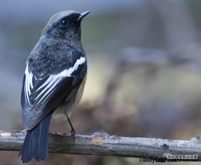 ��ͷ��β𶣺����Ƿ�ֳ������ӡ�ȣ�