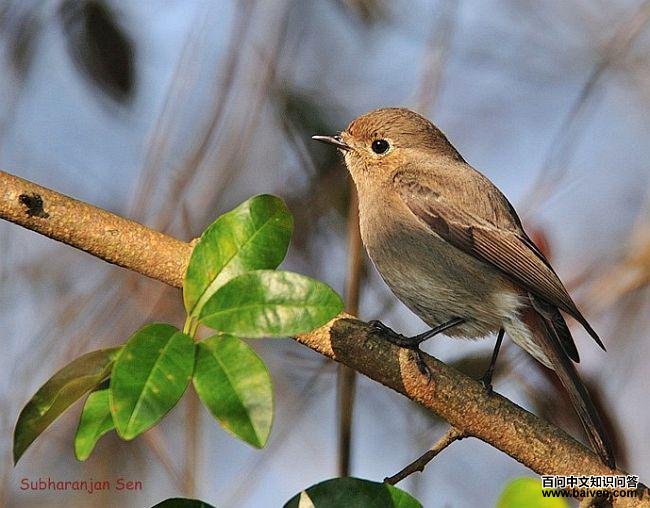 ��ͷ��β𶣺��������ӡ�ȣ�