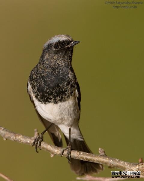 ��ͷ��β𶣺��������ӡ�ȣ�