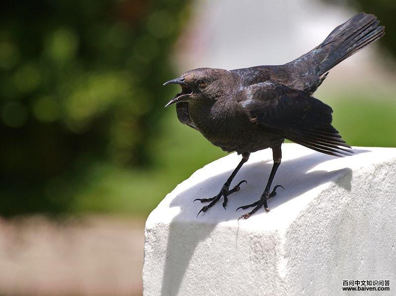 ��ͷ����ͼƬ