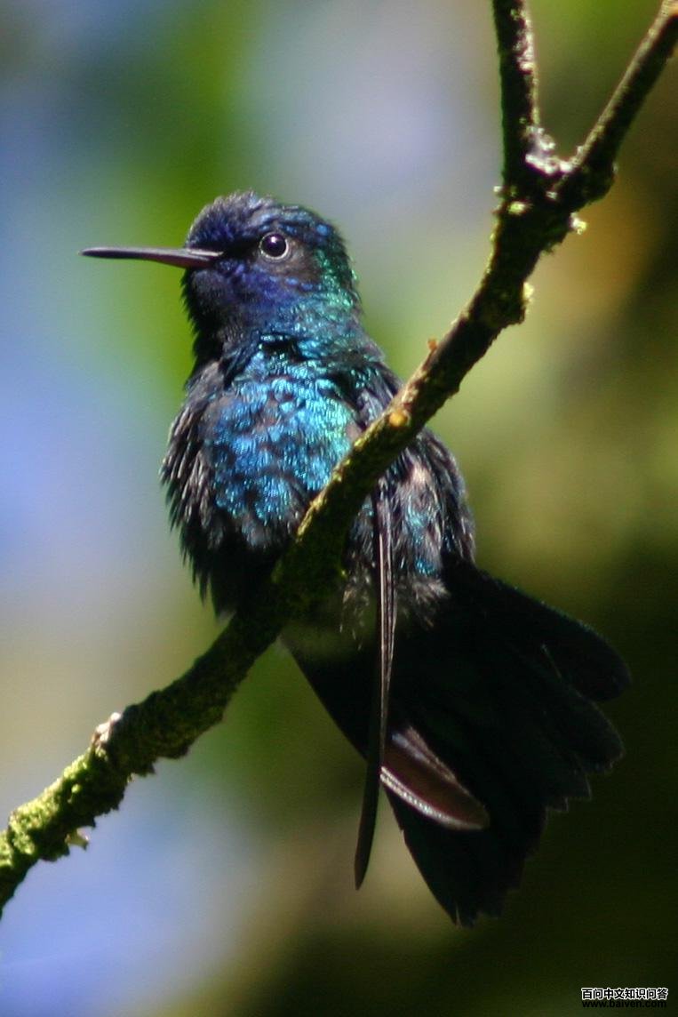 蓝头蜂鸟 蓝头蜂鸟的图片
