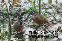 蓝头鹑鸠 蓝头鹑鸠的图片