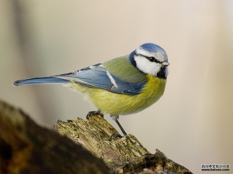 蓝山雀 蓝山雀的图片