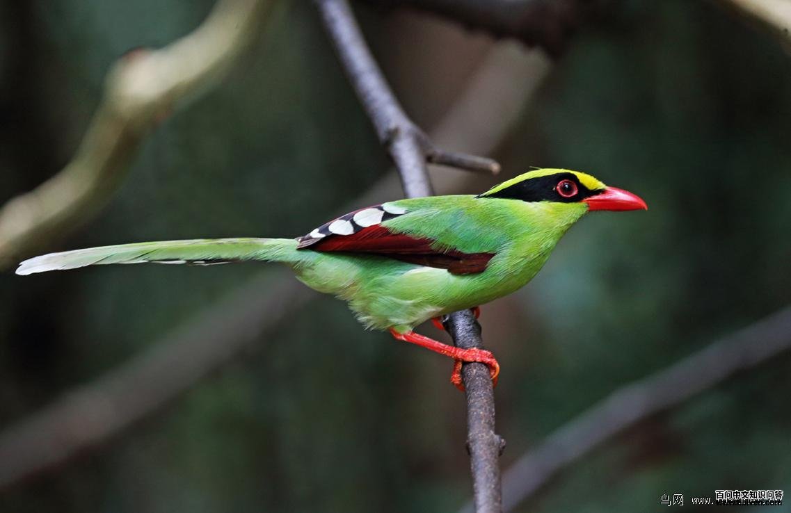 ����ȵ��ͼƬ