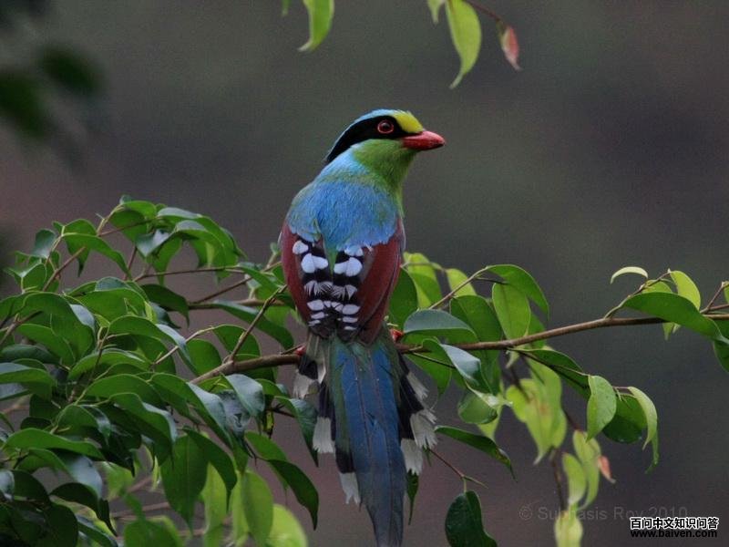 ����ȵ������������˺�ɫ