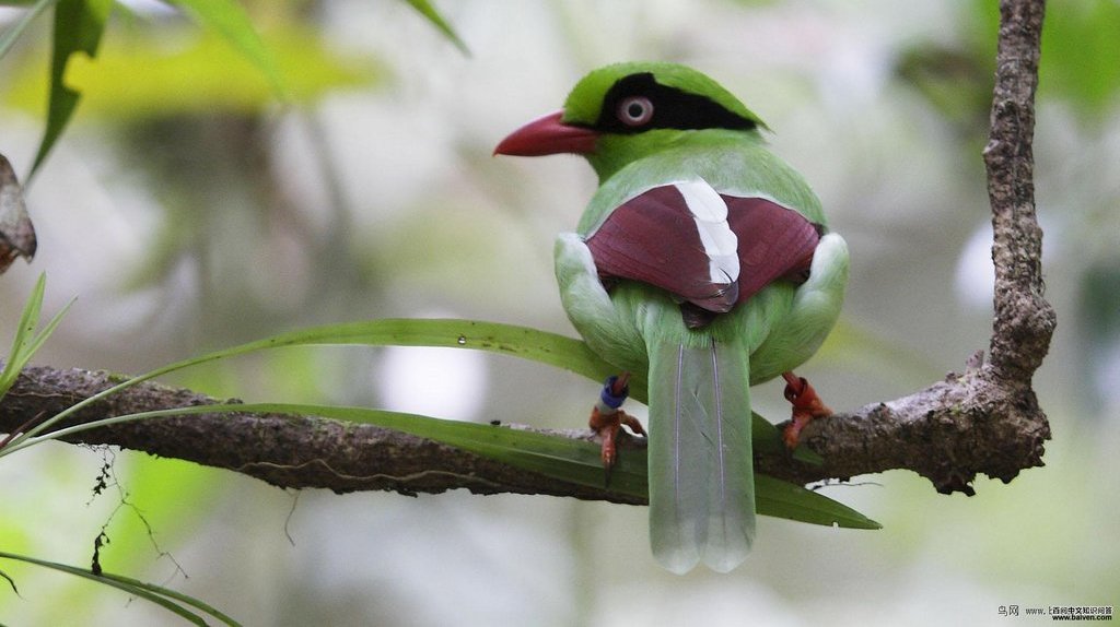 ��β��ȵ��������������޺�ɫ