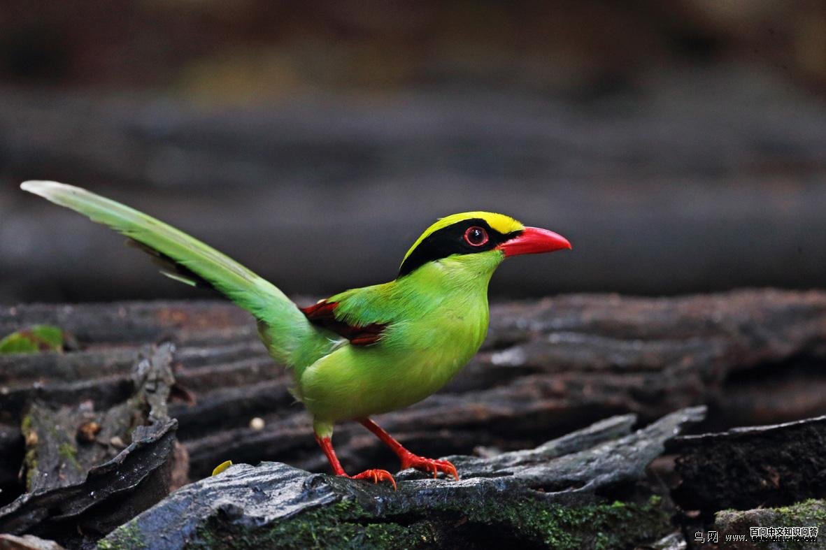 ����ȵ�������շ壬����̩��