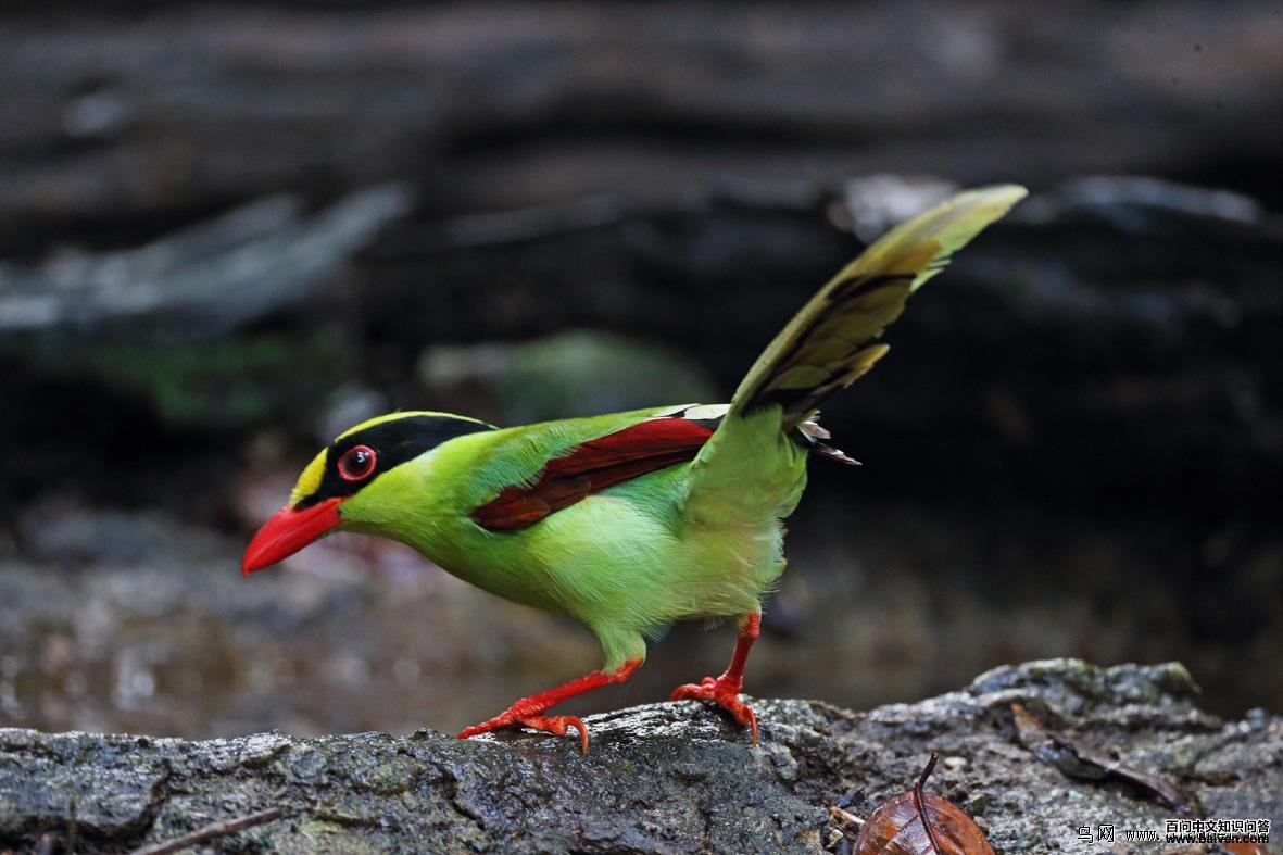 ����ȵ�������շ壬����̩��