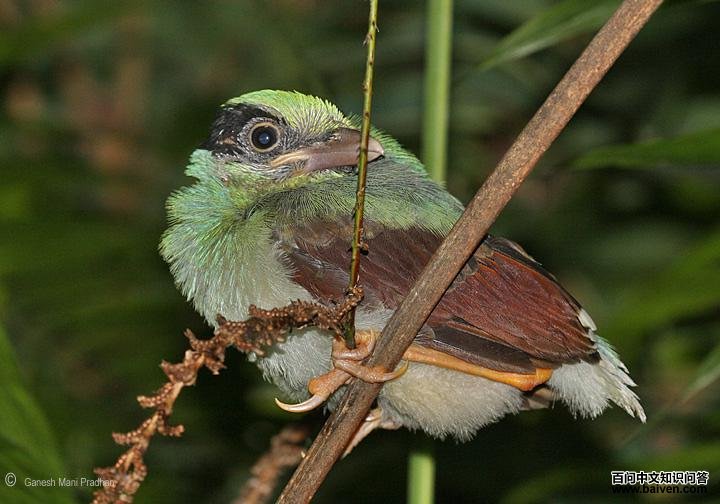 ����ȵ����