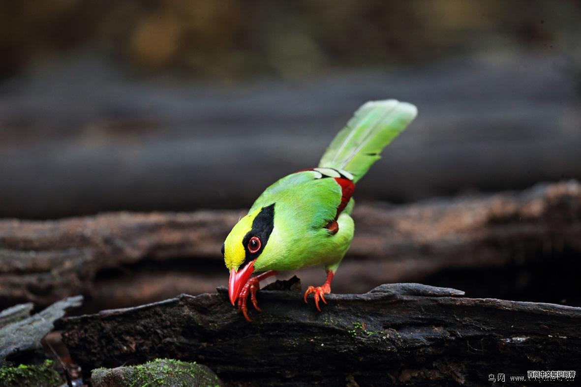 ����ȵ�������շ壬����̩��