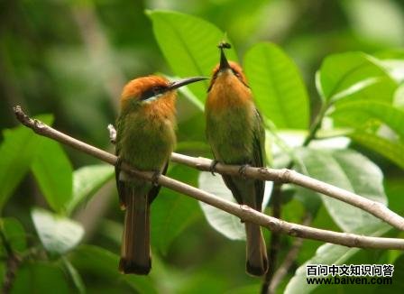 ����仢��ͼƬ