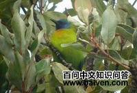 ����Ҷ�ǵ�ͼƬ