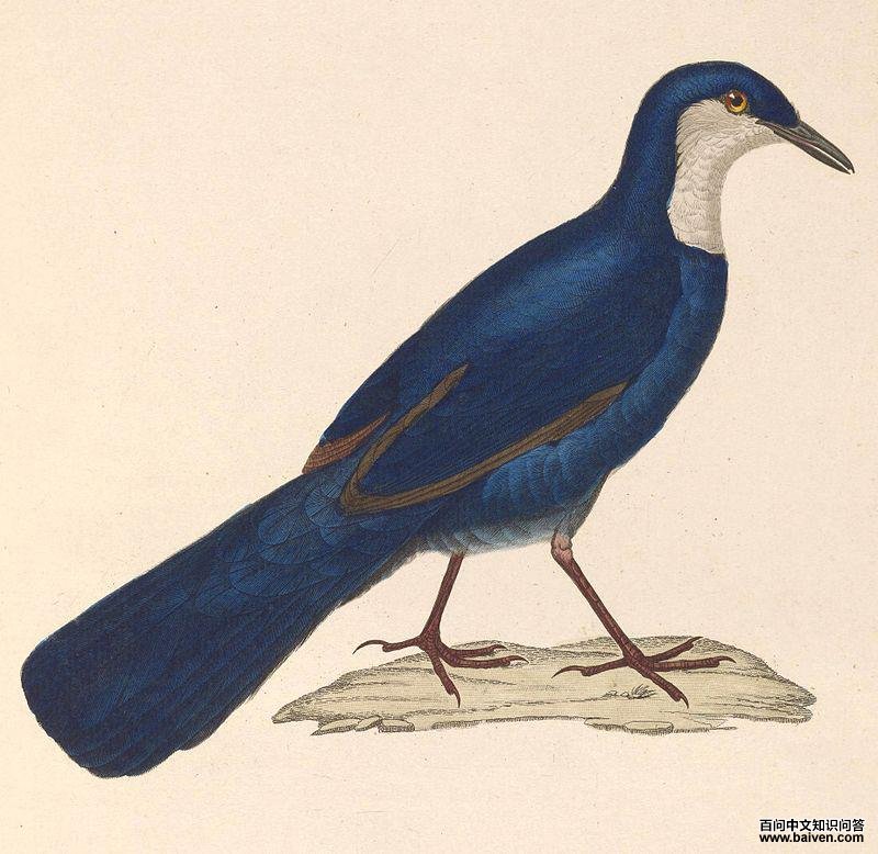 ������ͼƬ