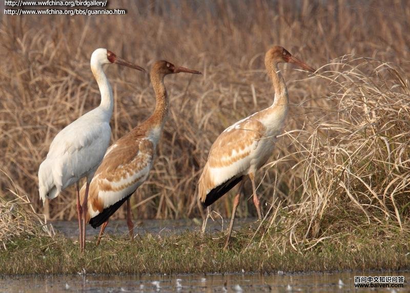 �׺ף�����������