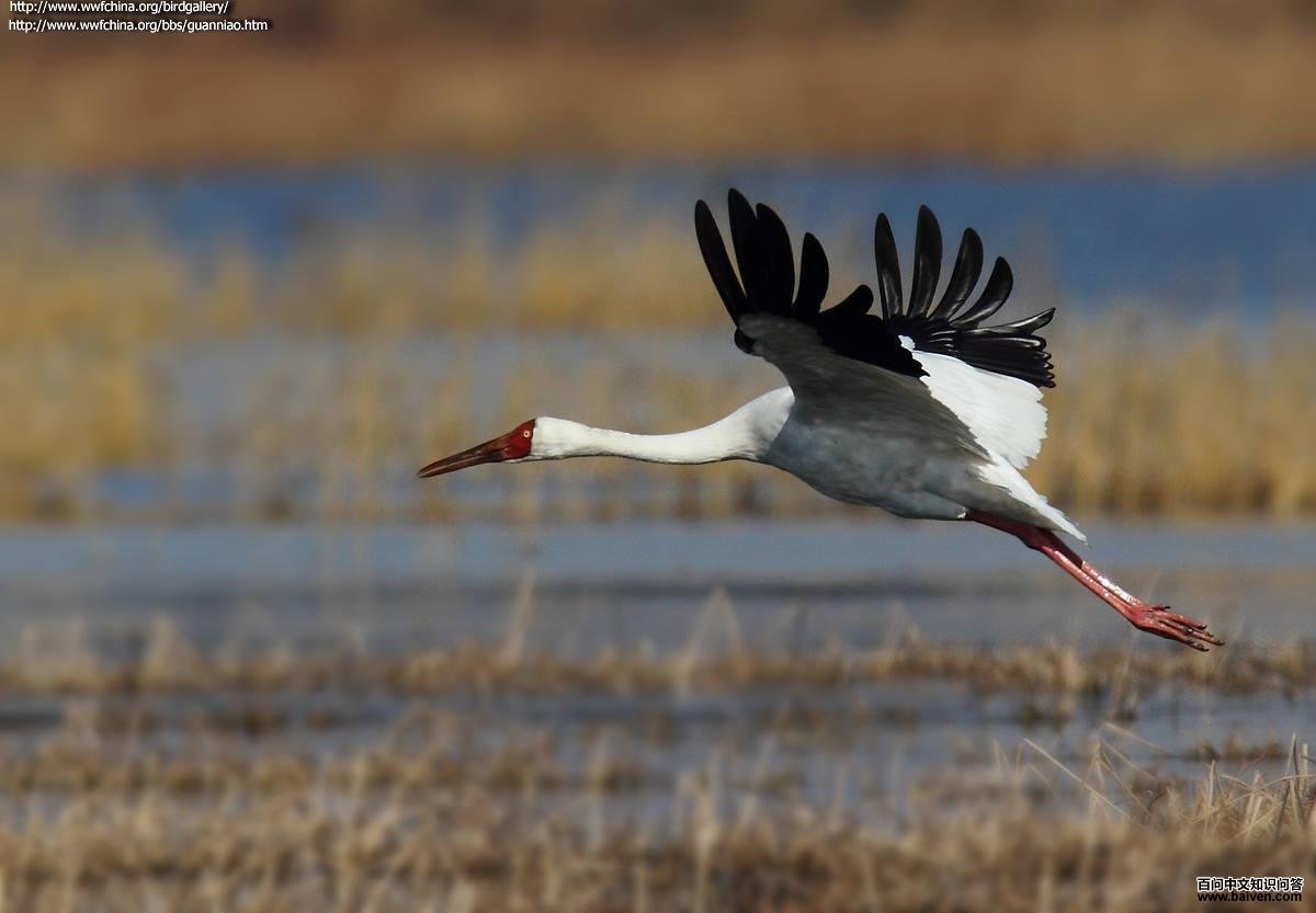 �׺ף�����