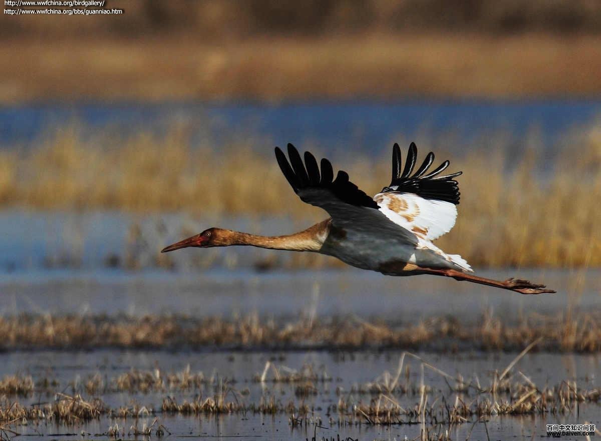 �׺ף�����