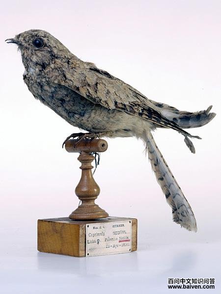 埃及夜鹰 埃及夜鹰的图片