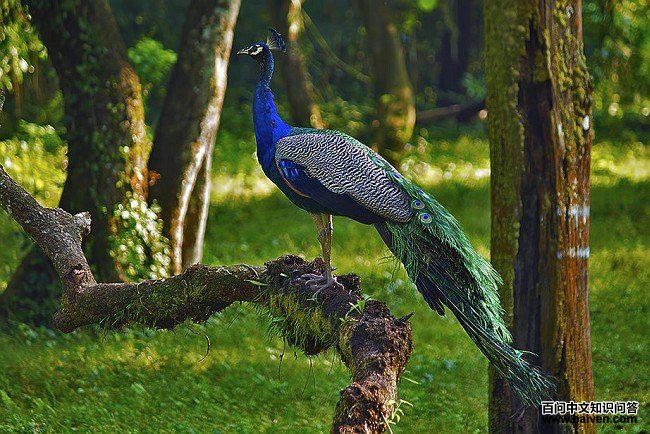 À¶¿×ȸ À¶¿×ȸµÄͼƬ