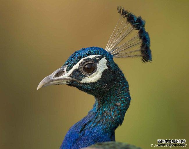 ����ȸ������