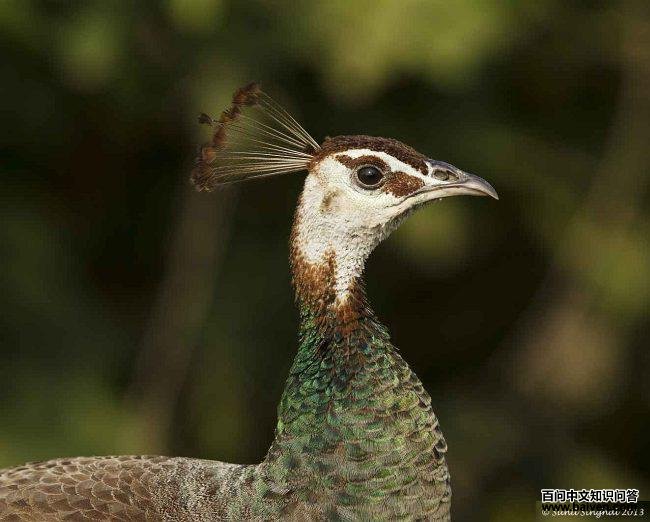 ����ȸ������