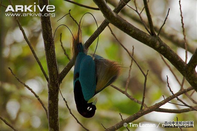 蓝极乐鸟 蓝极乐鸟的图片