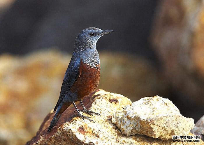 ������ͼƬ