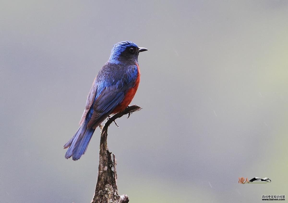 ������𴣺����