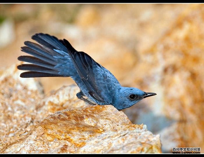 ��������񣨻������֣�