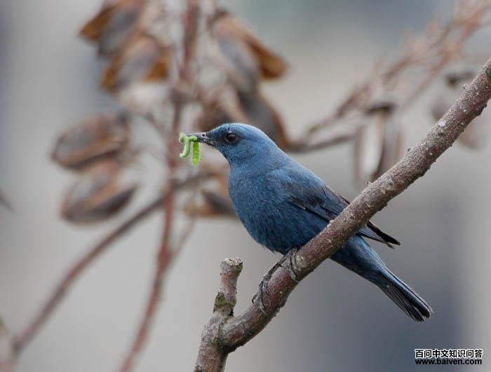 ��������񣨻������֣���ʳ�����������Ӱcoconut163