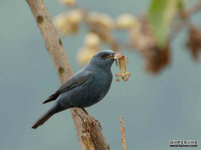 ��������񣨻������֣���ʳ�ڻ���������Ӱcoconut163