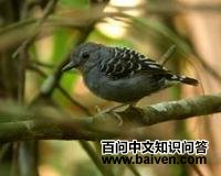 蓝灰蚁鸟 蓝灰蚁鸟的图片