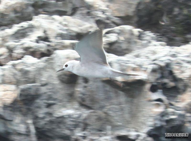 蓝灰燕鸥 蓝灰燕鸥的图片