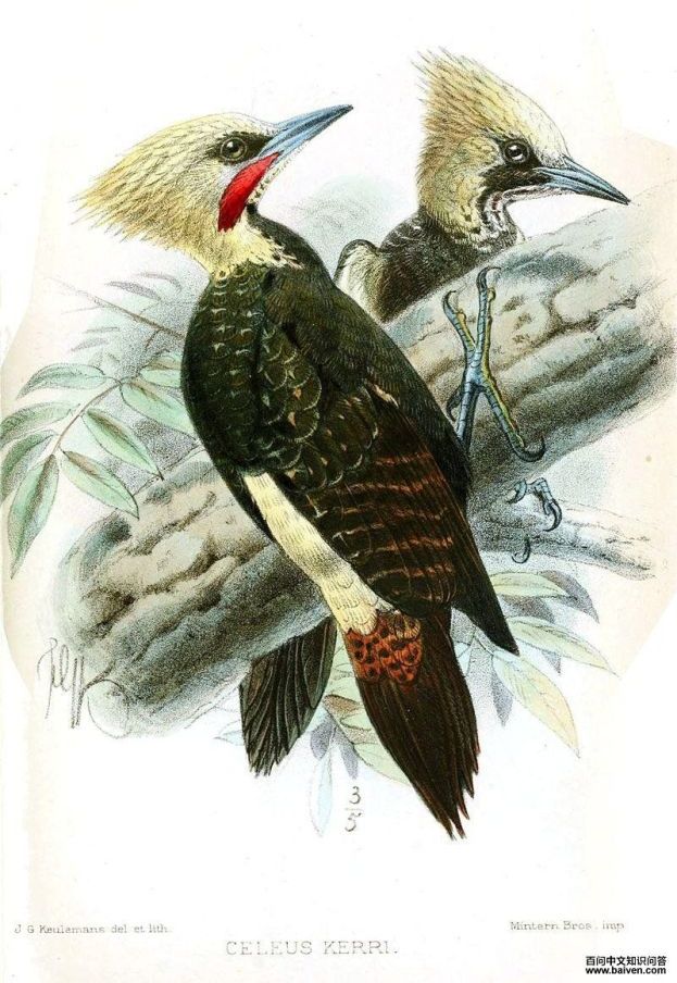 白冠啄木鸟 白冠啄木鸟的图片