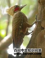 �׹���ľ��