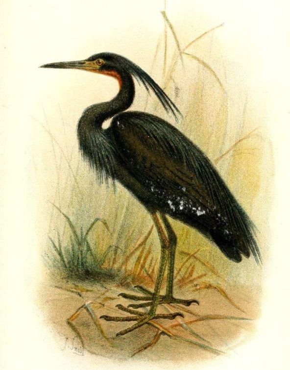 蓝灰鹭 蓝灰鹭的图片