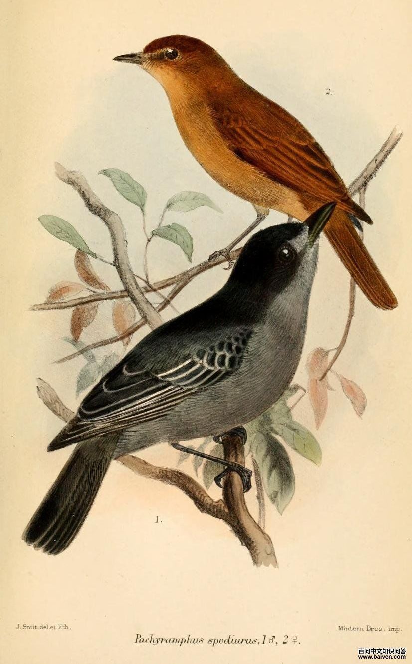 蓝灰厚嘴霸鹟 蓝灰厚嘴霸鹟的图片