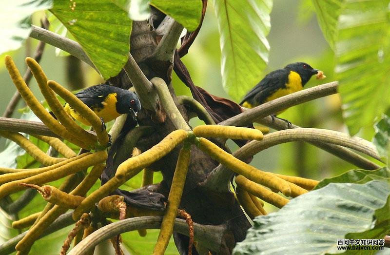 ��������ȸ��ͼƬ