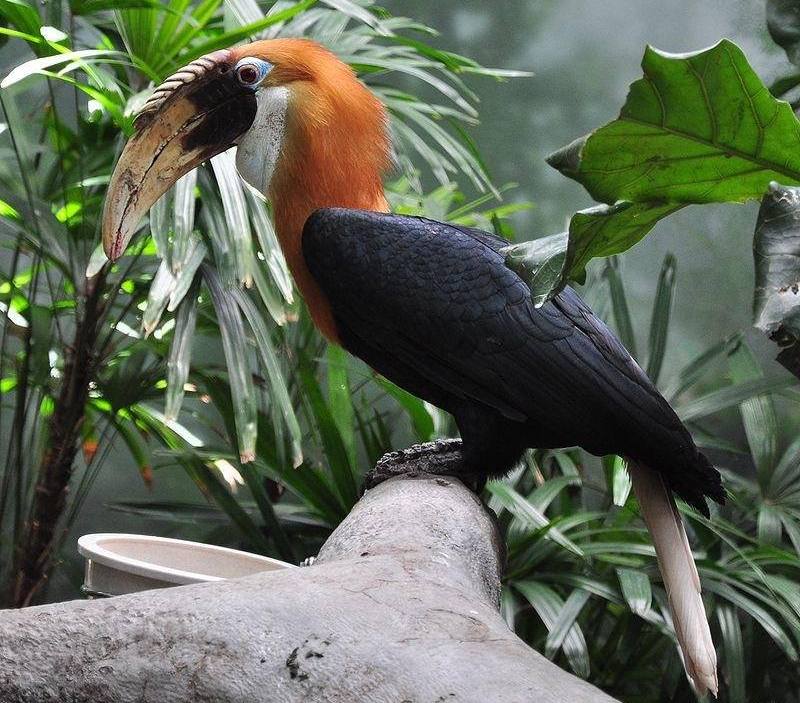 蓝喉皱盔犀鸟 蓝喉皱盔犀鸟的图片