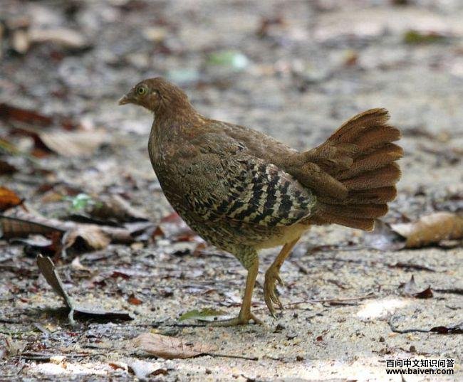 ����ԭ��������