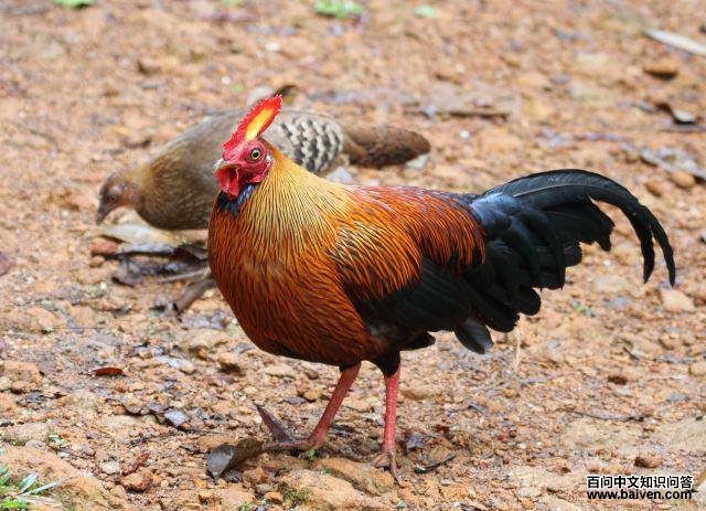 ����ԭ��