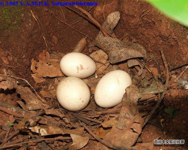 ����ԭ��������