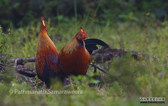 ����ԭ��