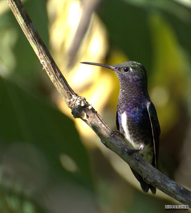 蓝喉蜂鸟 蓝喉蜂鸟的图片