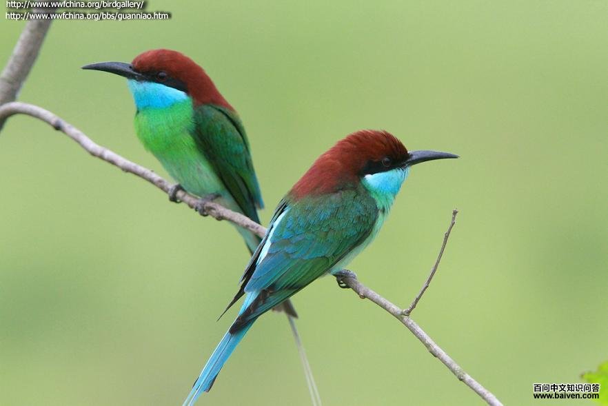 �����仢��ͼƬ